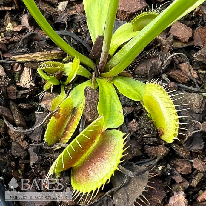  QP Carnivorous Dionaea King Henry/ Venus Fly Trap