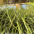  QP Grass Carex Pensylvanica/ Pennsylvania Sedge Native (TN)