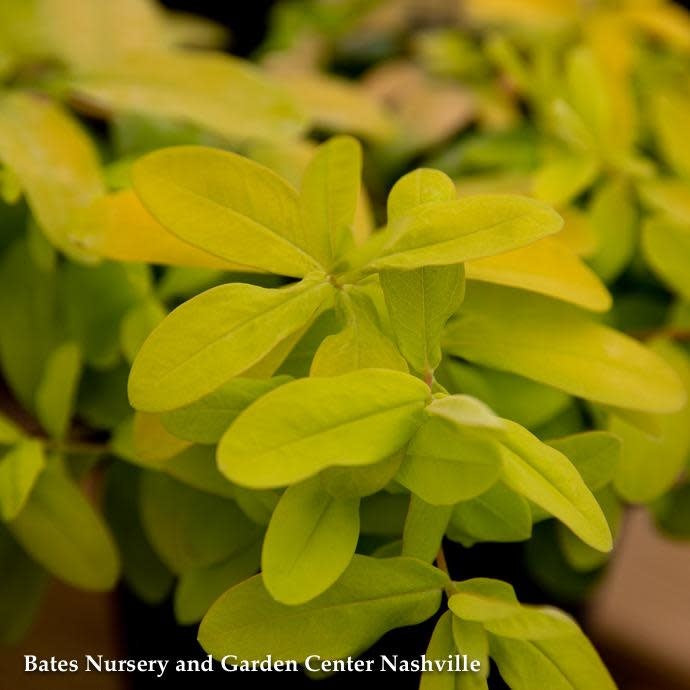  QP Hypericum Calycinum/ St. John's Wort