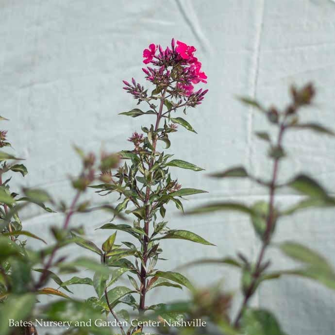  QP Phlox Pan Starfire/Upright Garden Native (TN)