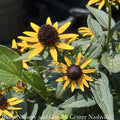  QP Rudbeckia Ful PW Little Goldstar/ Black-Eyed Susan Native (R)