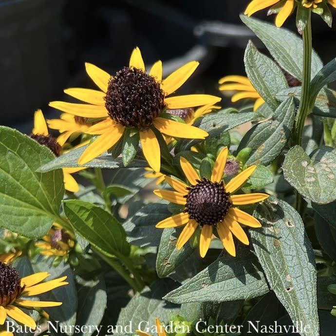  QP Rudbeckia Ful PW Little Goldstar/ Black-Eyed Susan Native (R)