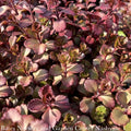  QP Sedum Spurium Bronze Carpet/ Stonecrop