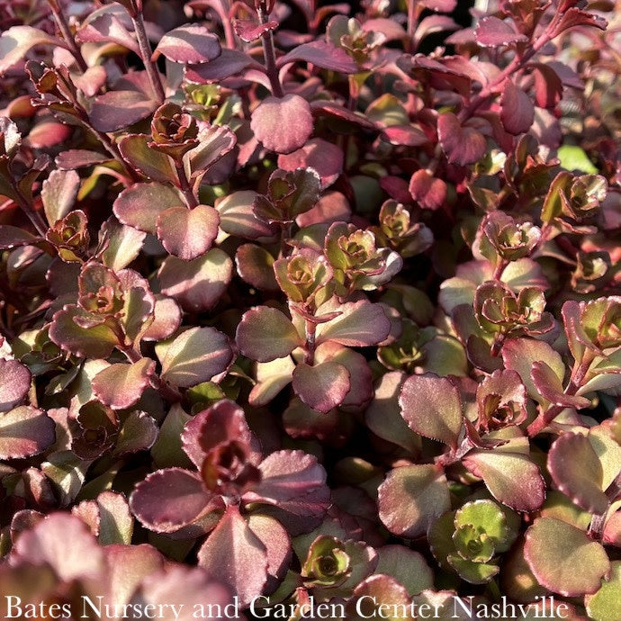  QP Sedum Spurium Bronze Carpet/ Stonecrop