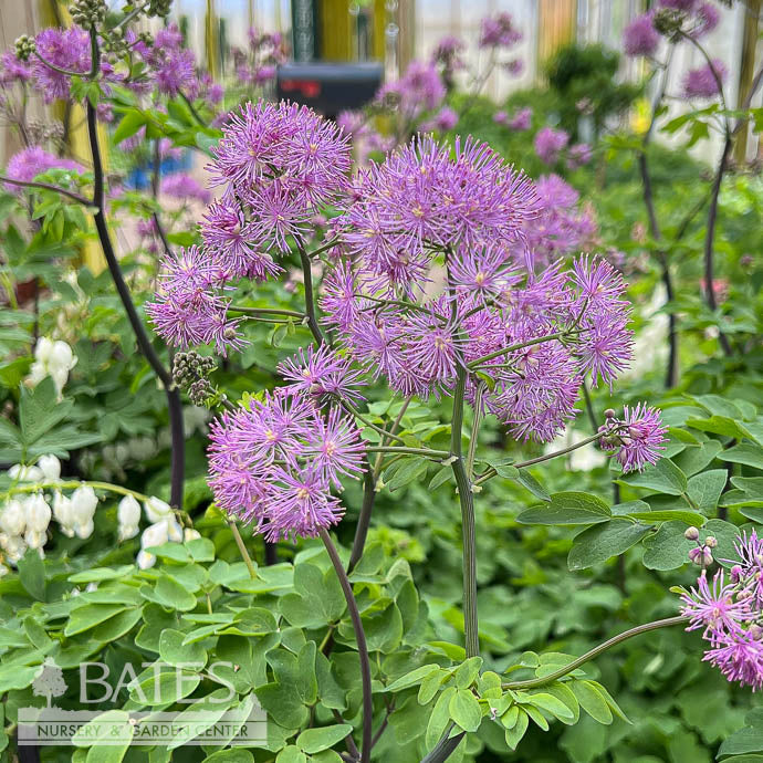  QP Thalictrum Aquilegiifolium Black Stockings/ Meadow Rue