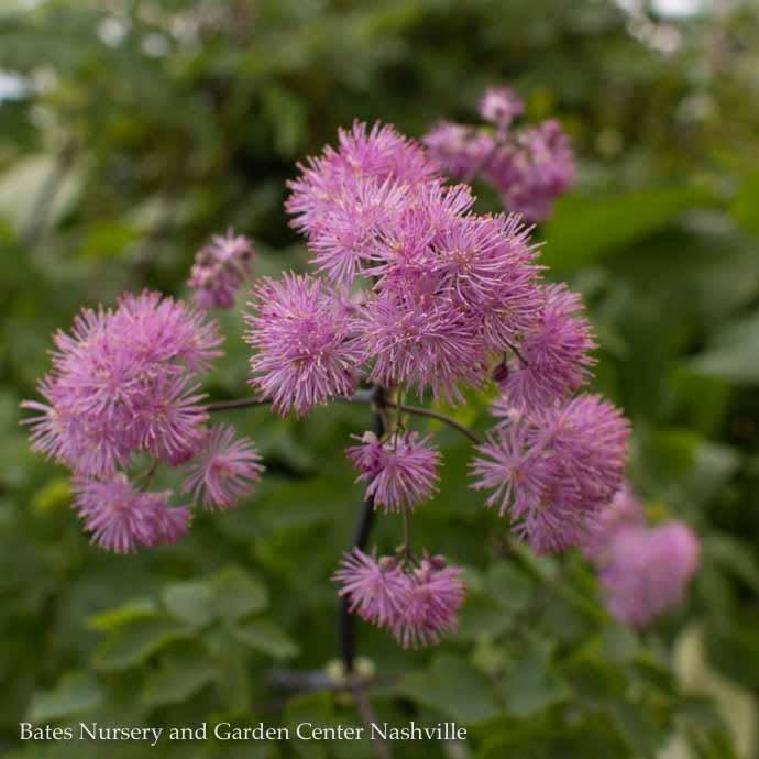  QP Thalictrum Aquilegiifolium Black Stockings/ Meadow Rue
