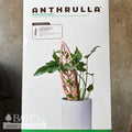  Stake Anthrulla /Anthurium Silhouette Regular Cherry Treleaf