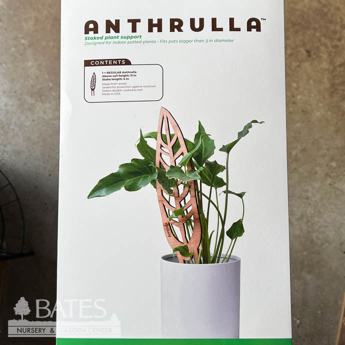  Stake Anthrulla /Anthurium Silhouette Regular Cherry Treleaf