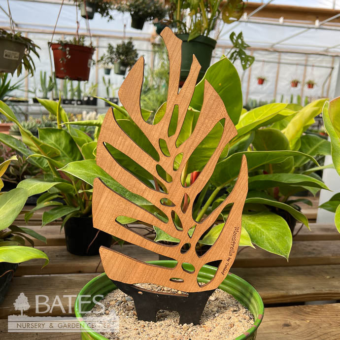  Stake Monstrella /Monstera Silhouette Grande Cherry Treleaf