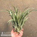  Tillandsia / Air Plant Capitata Green Lrg 6-9" Each
