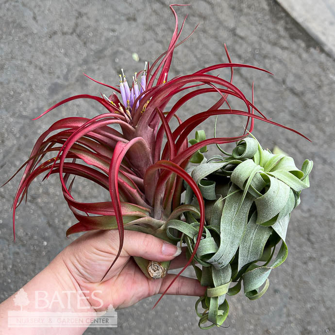  Tillandsia / Air Plant Large Asst Each