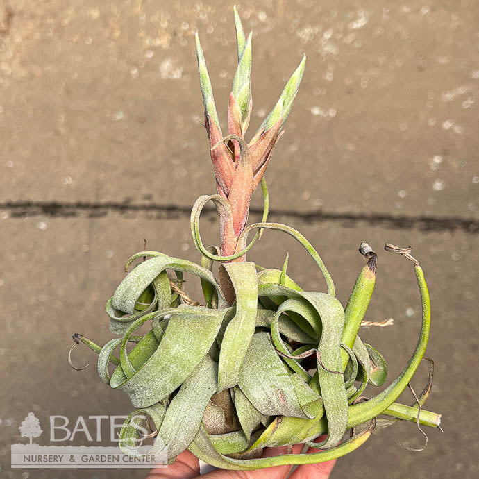  Tillandsia / Air Plant Large Asst Each