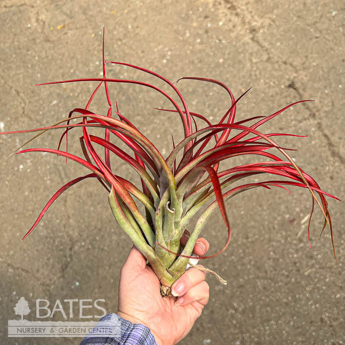  Tillandsia / Air Plant Large Asst Each