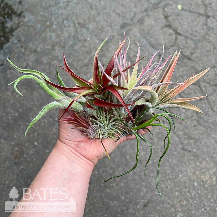  Tillandsia / Air Plant Small Asst Each