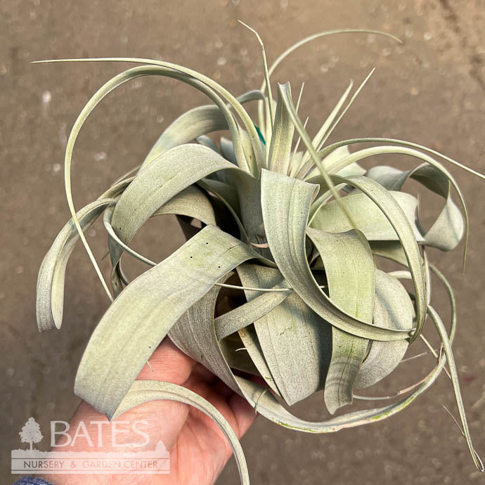  Tillandsia / Air Plant Xerographica Med 4-7" Each