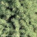  Topiary #1 SPIRAL Picea Glauc Conica/ Dwarf Alberta Spruce - No Warranty