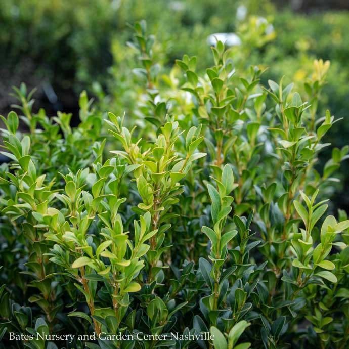  Topiary #10 3-BALL PDL Buxus Sempervirens/ American Boxwood Poodle