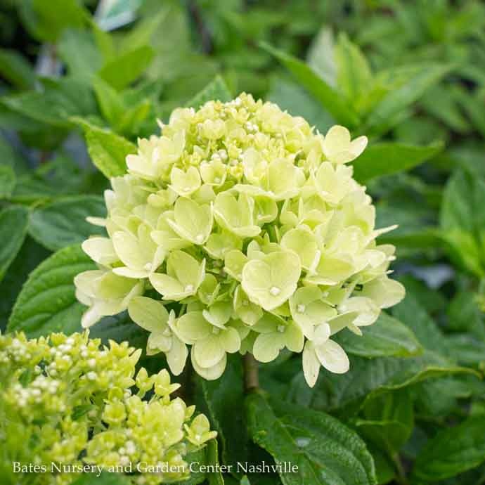 Topiary #10 PT Hydrangea Pan PW Little Lime/ Panicle White Patio Tree