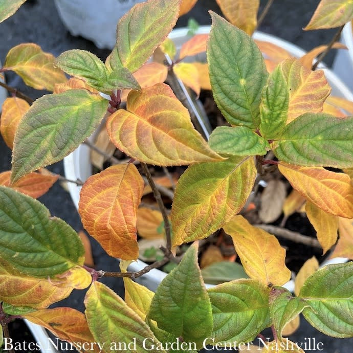  Topiary #10 PT Hydrangea Pan PW Little Lime/ Panicle White Patio Tree