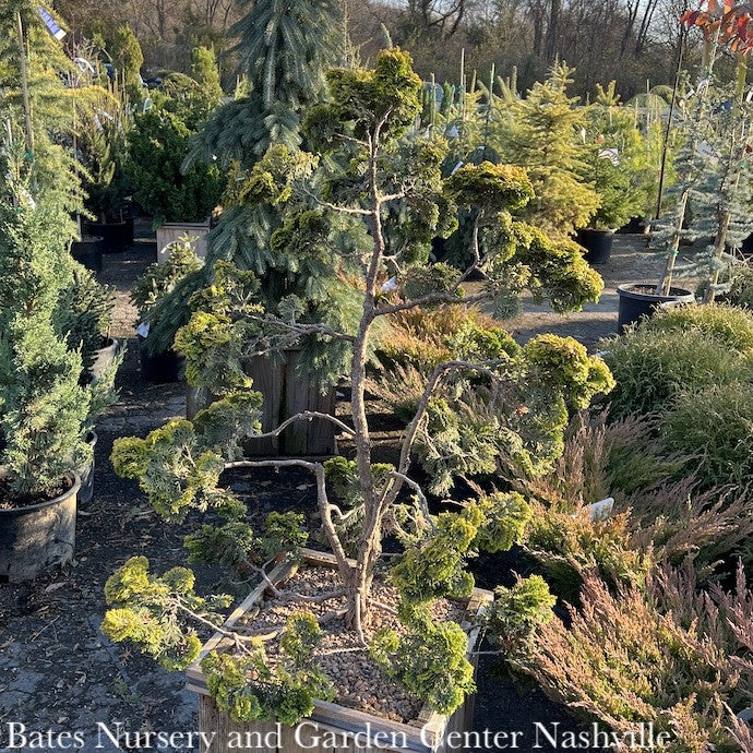  Topiary #15 BOX POMPON Chamaecyparis Obt Nana Lutea/ Golden Dwarf Hinoki Falsecypress