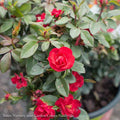  Topiary #2 PT Rosa Petite Knock Out/ Red Miniature Shrub Rose Patio Tree - No Warranty