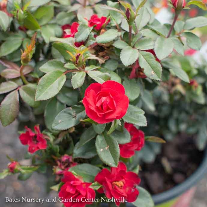  Topiary #2 PT Rosa Petite Knock Out/ Red Miniature Shrub Rose Patio Tree - No Warranty