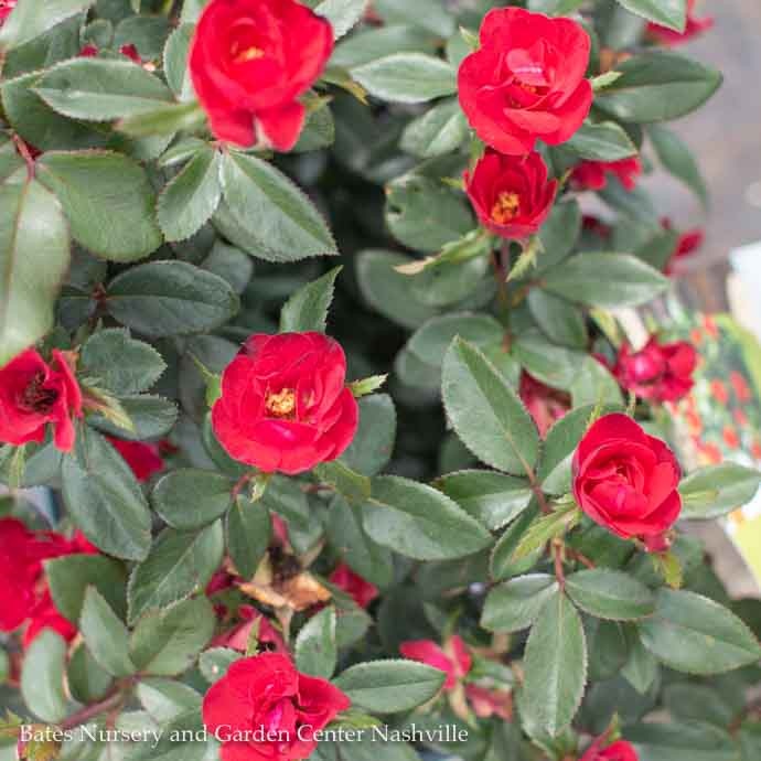  Topiary #2 PT Rosa Petite Knock Out/ Red Miniature Shrub Rose Patio Tree - No Warranty