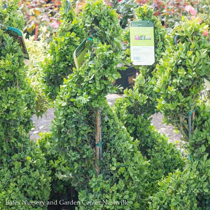  Topiary #2 SPIRAL Buxus X Green Mountain/ Boxwood