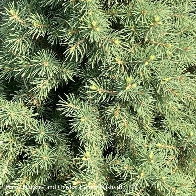  Topiary #2 SPIRAL Picea Glauc Conica/ Dwarf Alberta Spruce - No Warranty