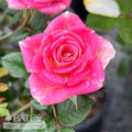  Topiary #3 18" PT Rosa Whimsy/ Pink, White Miniature Rose Patio Tree -No Warranty