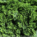  Topiary #3 PT 12" Chamaecyparis Obt Nana/ True Dwarf Hinoki Falsecypress Patio Tree