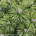  Topiary #3 PT 18"Pinus Mugo Mops/ Dwarf Pine Standard Patio Tree
