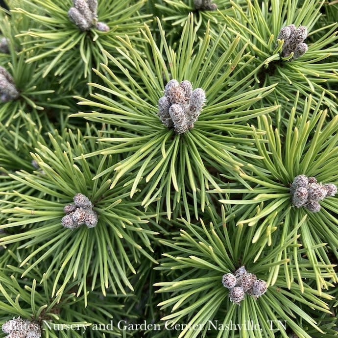  Topiary #3 PT 18"Pinus Mugo Mops/ Dwarf Pine Standard Patio Tree
