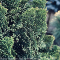  Topiary #3 PT 24" Chamaecyparis Obt Nana Gracilis/ Dwarf Hinoki Falsecypress Patio Tree
