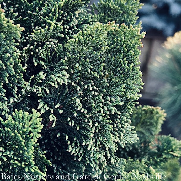 Topiary #3 PT 24" Chamaecyparis Obt Nana Gracilis/ Dwarf Hinoki Falsecypress Patio Tree