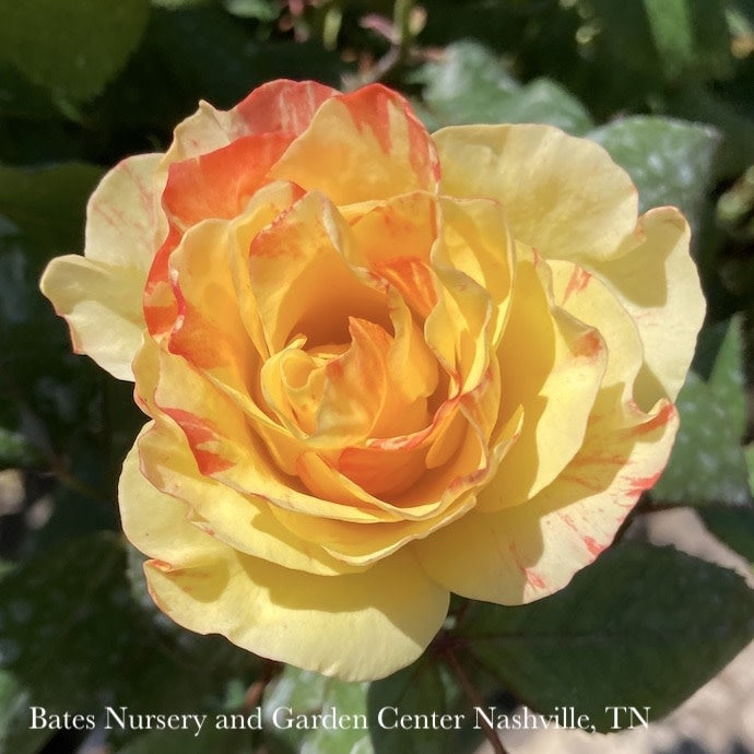  Topiary #3 PT 24" Rosa Chihuly/ Yellow Red Floribunda RosePatio Tree - No Warranty