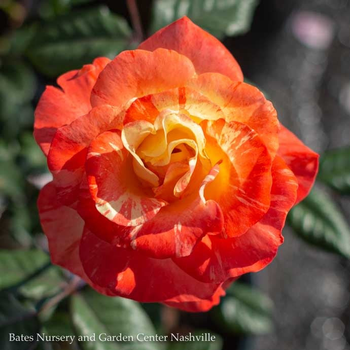  Topiary #3 PT 24" Rosa Chihuly/ Yellow Red Floribunda RosePatio Tree - No Warranty