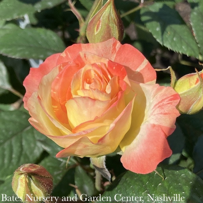  Topiary #3 PT 24" Rosa Chihuly/ Yellow Red Floribunda RosePatio Tree - No Warranty