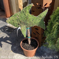  Topiary #3 Thuja Occ Smaragd 'Emerald Green'/Arborvitae Mini Fish - No Warranty