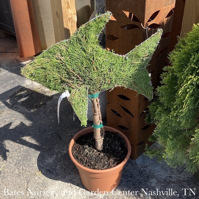  Topiary #3 Thuja Occ Smaragd 'Emerald Green'/Arborvitae Mini Fish - No Warranty