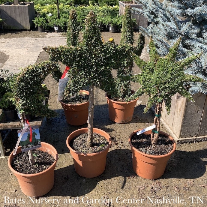  Topiary #3 Thuja Occ Smaragd 'Emerald Green'/Arborvitae Mini Moon - No Warranty