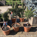  Topiary #3 Thuja Occ Smaragd 'Emerald Green'/ Arborvitae Mini Sun - No Warranty