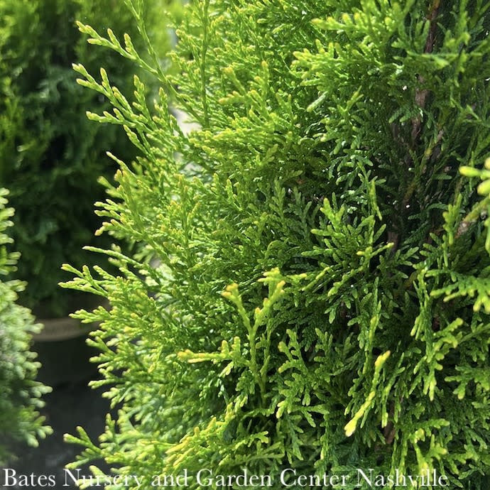  Topiary #3 Thuja Occ Smaragd 'Emerald Green'/ Arborvitae Mini Flower - No Warranty