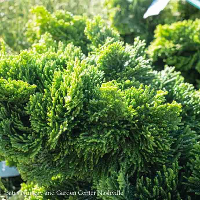  Topiary #3PT 24" Chamaecyparis Obt Nana Lutea/ Golden Hinoki Falsecypress Patio Tree