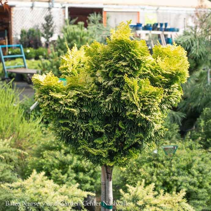 Topiary #3PT 24" Chamaecyparis Obt Nana Lutea/ Golden Hinoki Falsecypress Patio Tree