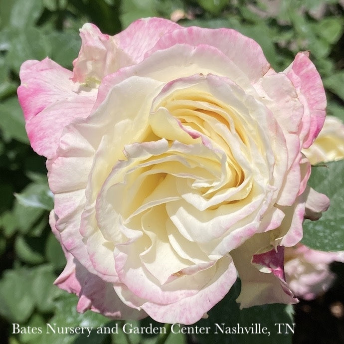  Topiary #5 36" PT Rosa Double Delight/ Red And Cream Hybrid Tea Rose Patio Tree - No Warranty