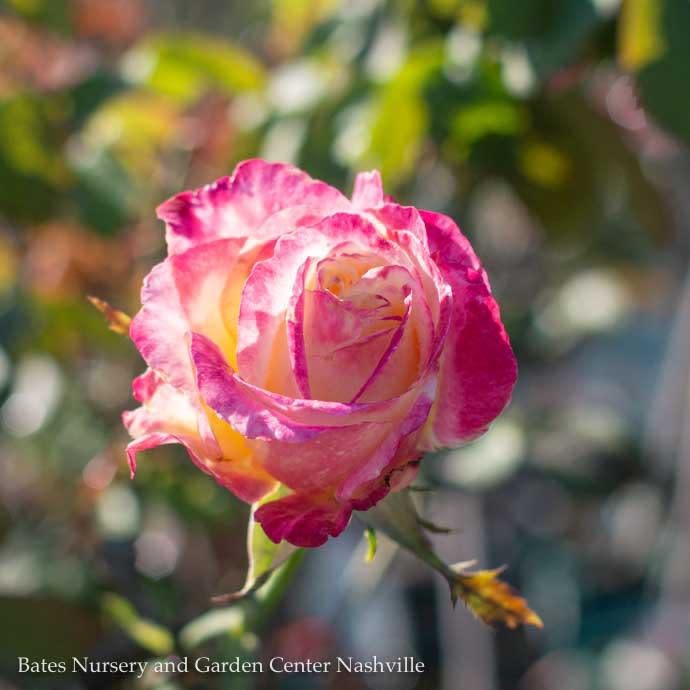  Topiary #5 36" PT Rosa Double Delight/ Red And Cream Hybrid Tea Rose Patio Tree - No Warranty