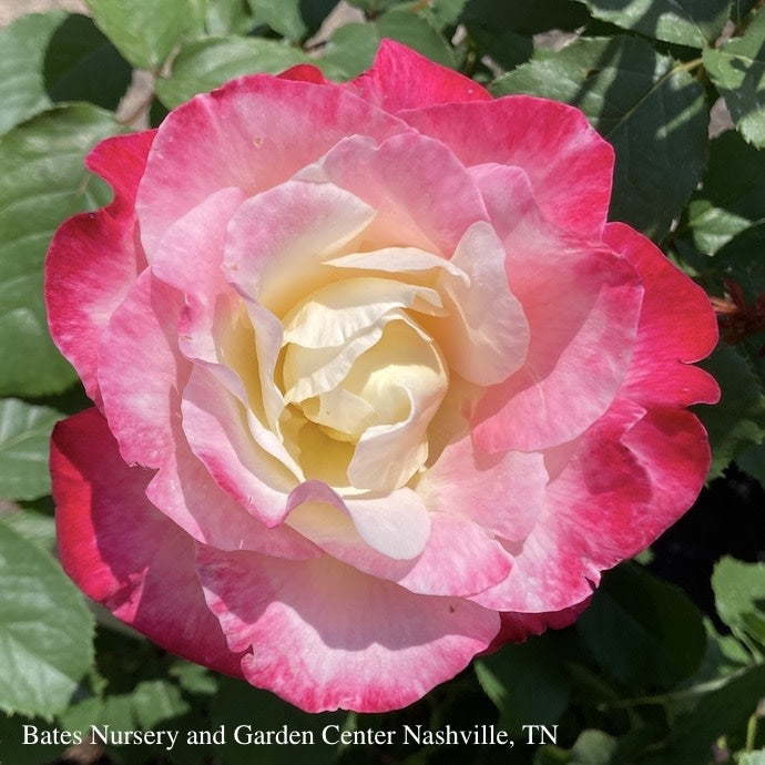  Topiary #5 36" PT Rosa Double Delight/ Red And Cream Hybrid Tea Rose Patio Tree - No Warranty