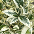  Topiary #5 CONE Euonymus Japonica Silver King/ Variegated