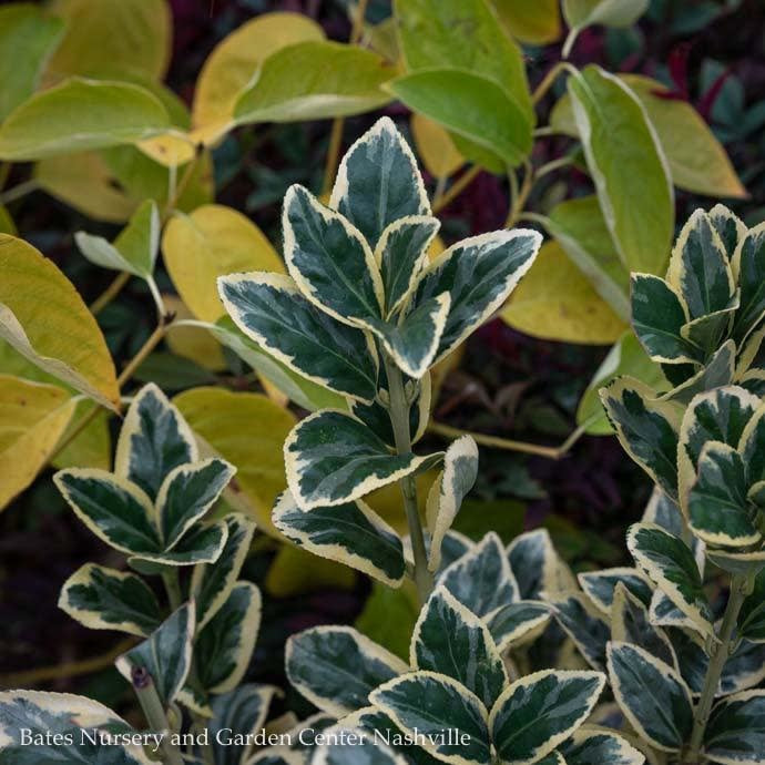  Topiary #5 CONE Euonymus Japonica Silver King/ Variegated